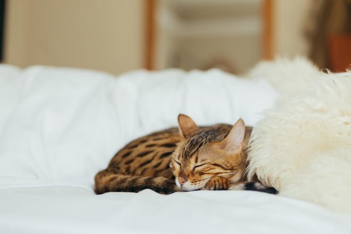Sleep Regularity: Why Timing May Matter
